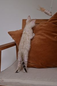 Cніжний бенгальський хлопчік