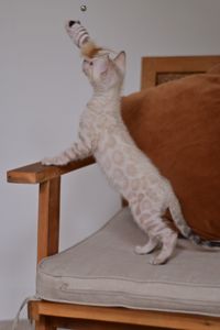 Cніжний бенгальський хлопчік