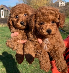 Цуценята міні пуделя