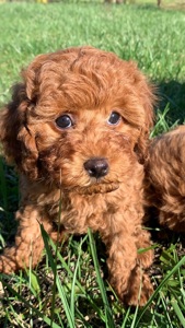 Цуценята міні пуделя