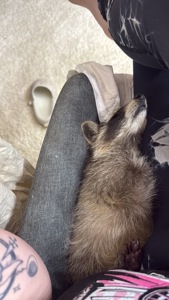 Енот полоскун