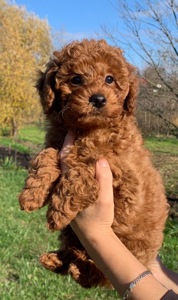 Цуценята міні пуделя