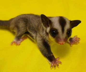 Цукровий поссум -летяга