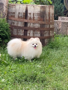 Померанський шпіц міні хлопчик