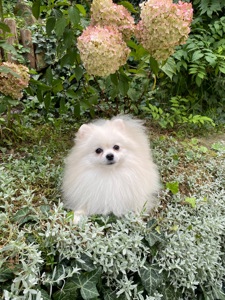 Померанський шпіц міні хлопчик