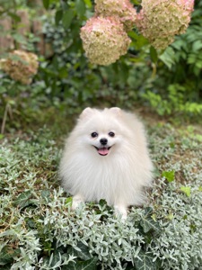 Померанський шпіц міні хлопчик