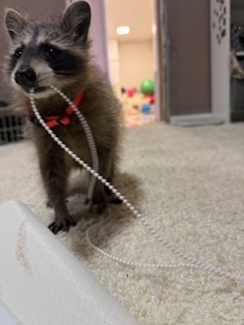 Енот полоскун