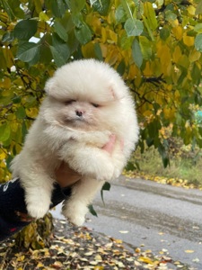 Хлопчики та дівчинка померанський шпіц