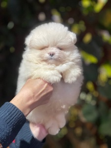 Хлопчики та дівчинка померанський шпіц