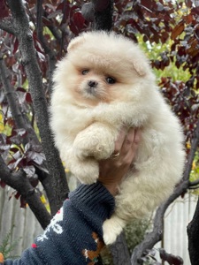 Хлопчики та дівчинка померанський шпіц