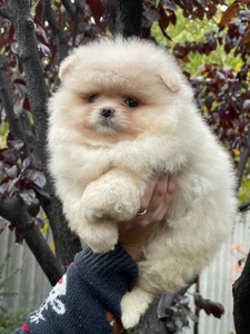 Хлопчики та дівчинка померанський шпіц