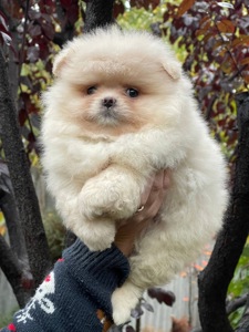 Хлопчики та дівчинка померанський шпіц