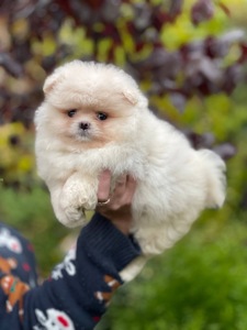 Хлопчики та дівчинка померанський шпіц