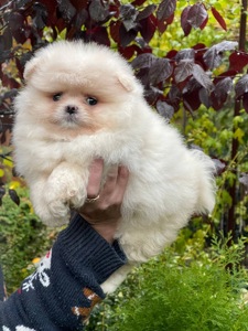 Хлопчики та дівчинка померанський шпіц