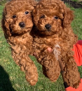 Цуценята міні пуделя