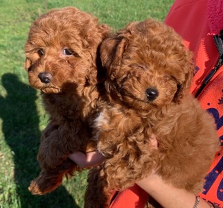 Цуценята міні пуделя