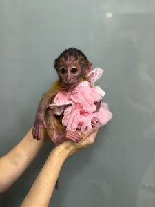 Ручна мавпа мангобей