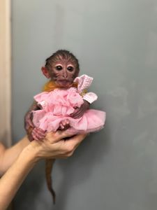 Ручна мавпа мангобей