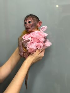 Ручна мавпа мангобей