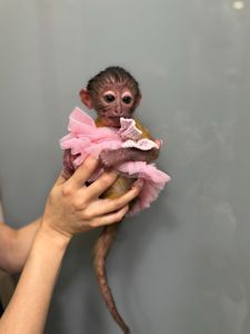 Ручна мавпа мангобей