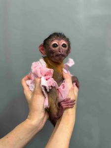 Ручна мавпа мангобей