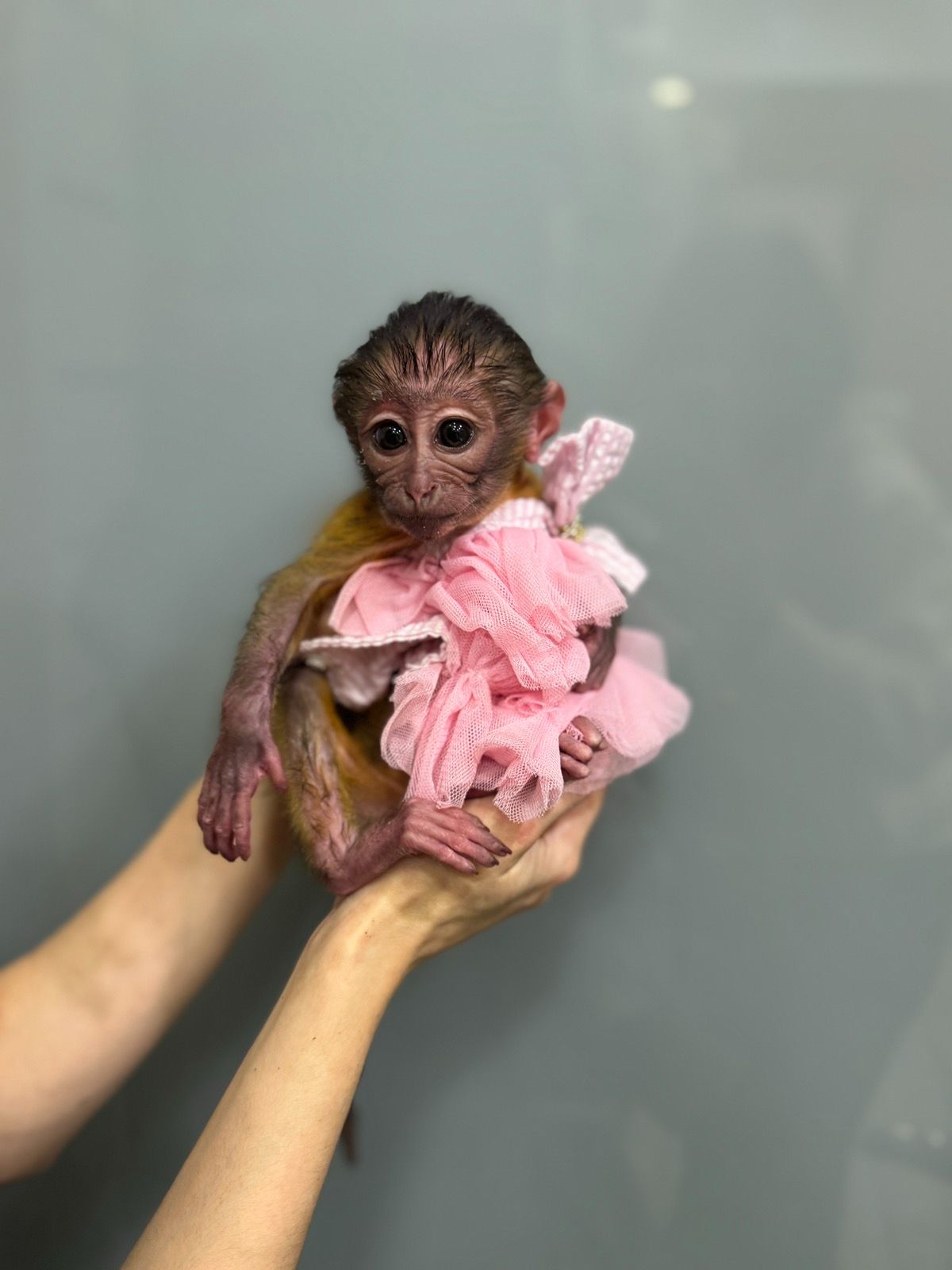 Ручна мавпа мангобей