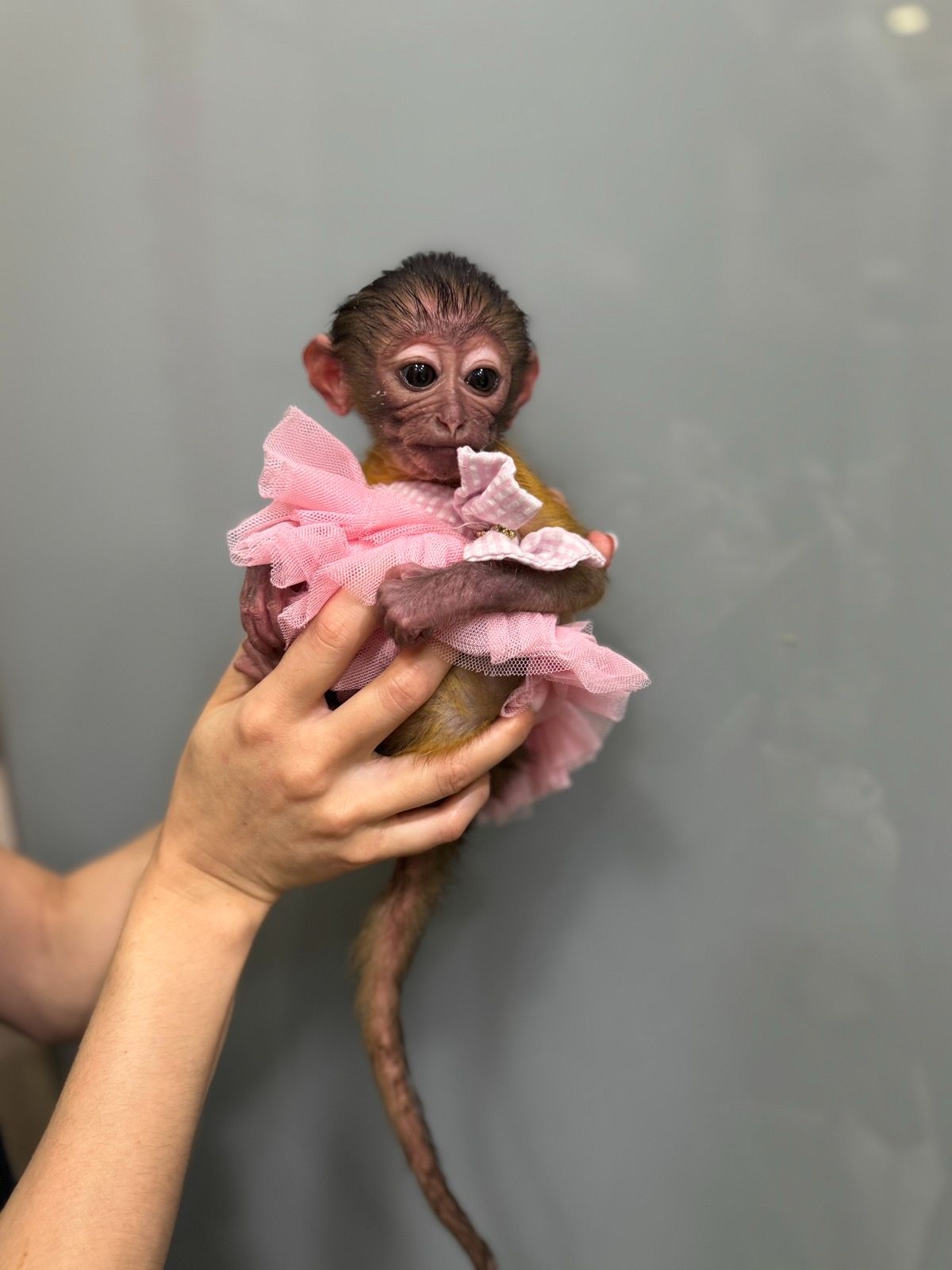 Ручна мавпа мангобей