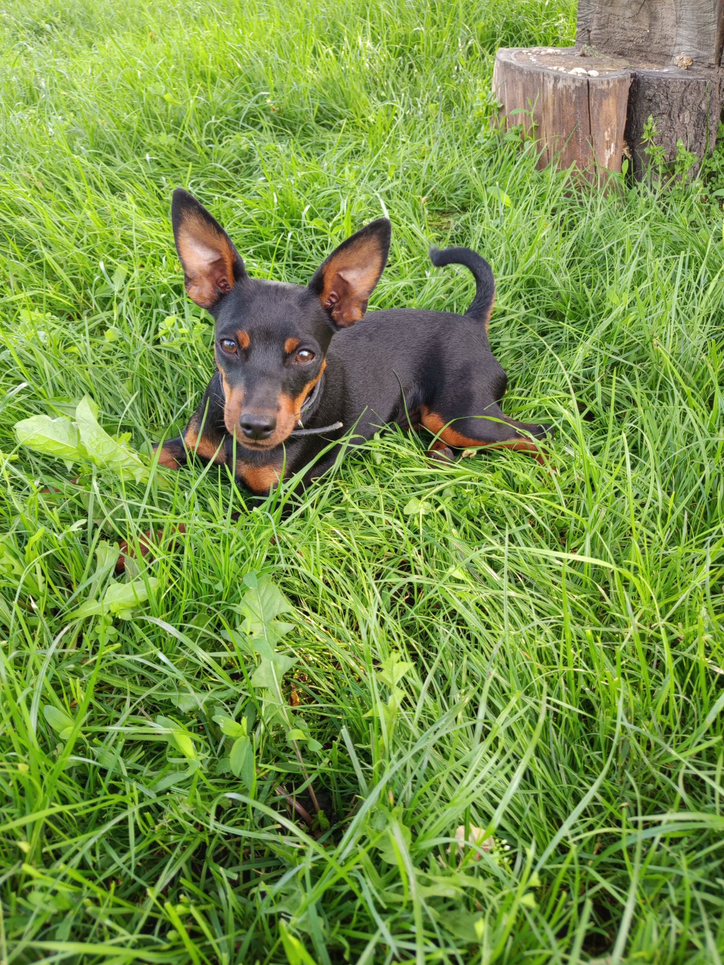 Цуценята цвергпінчера