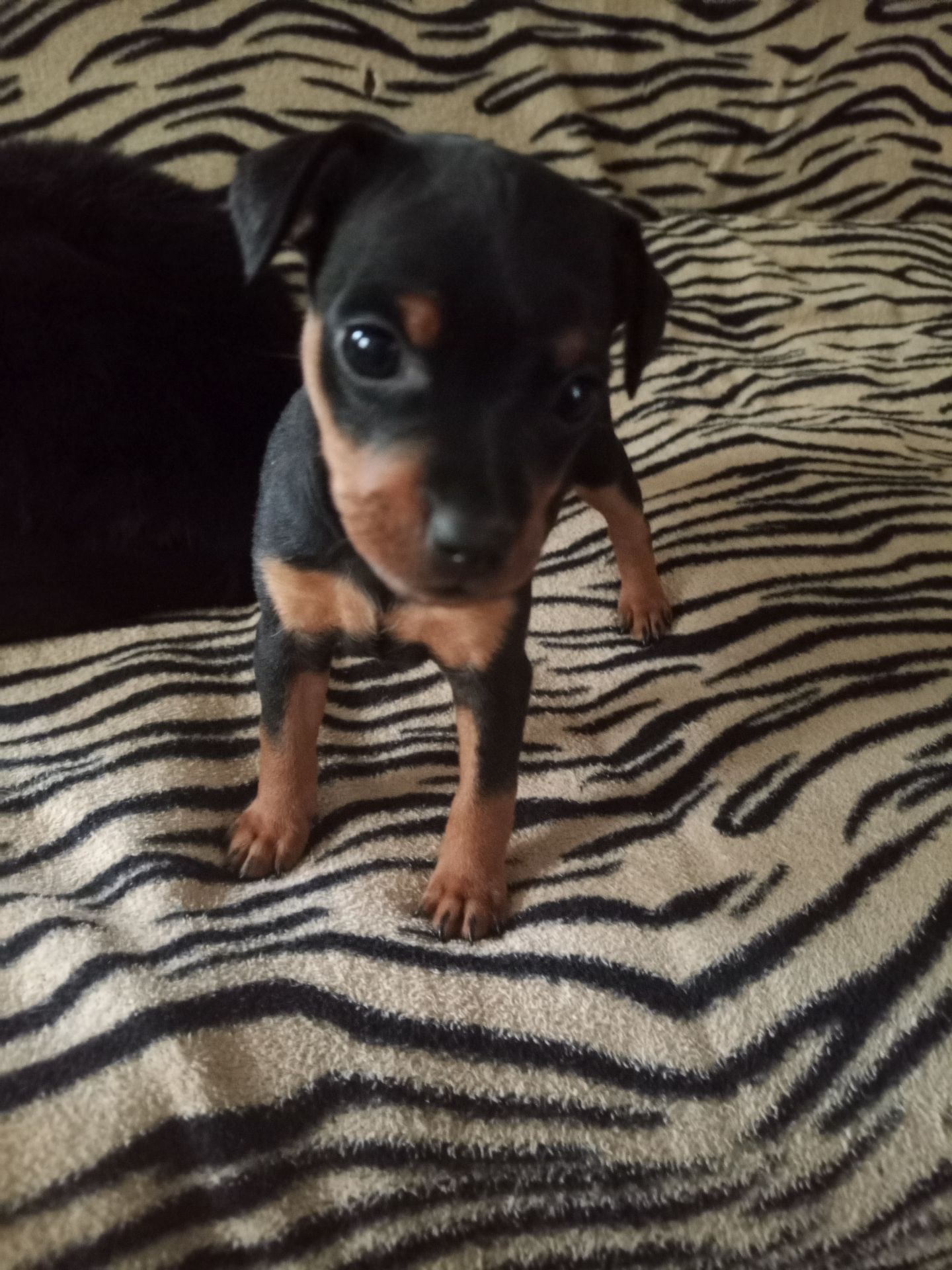 Цуценята цвергпінчера