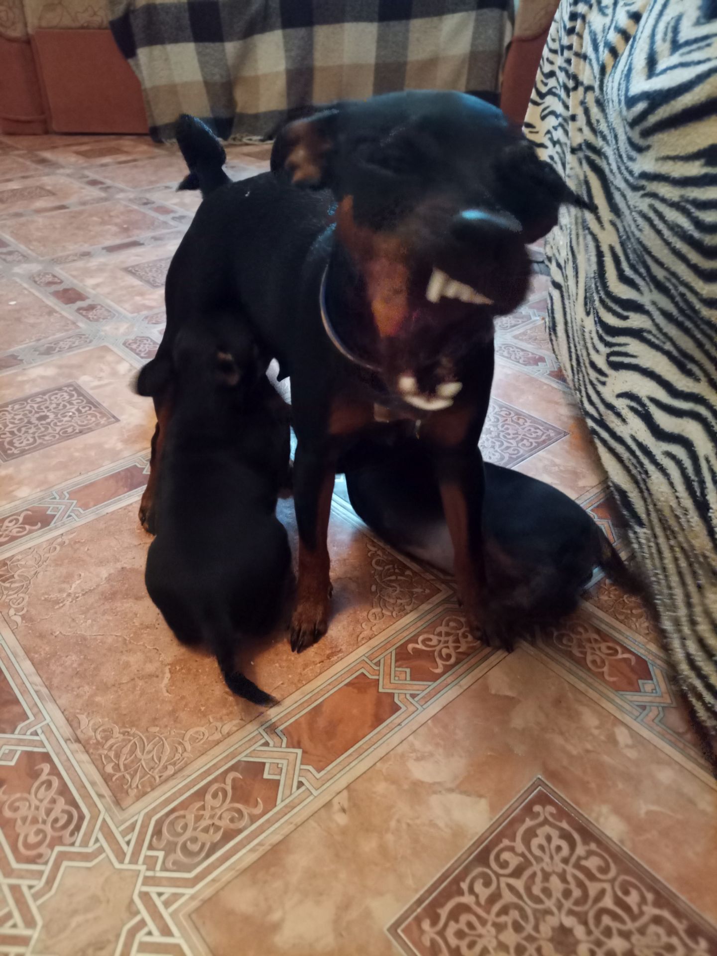 Цуценята цвергпінчера