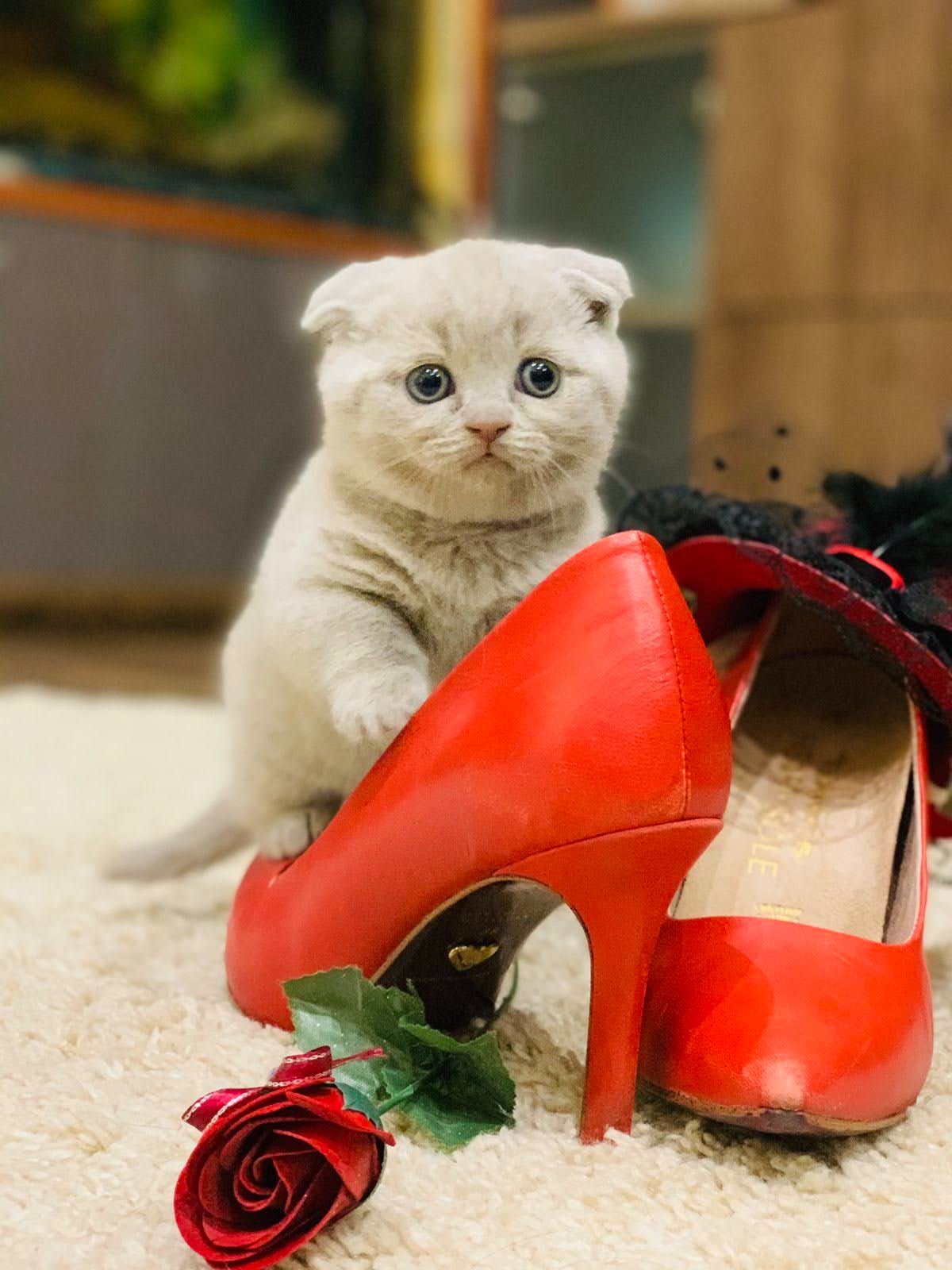 Висловухий шотландський котик