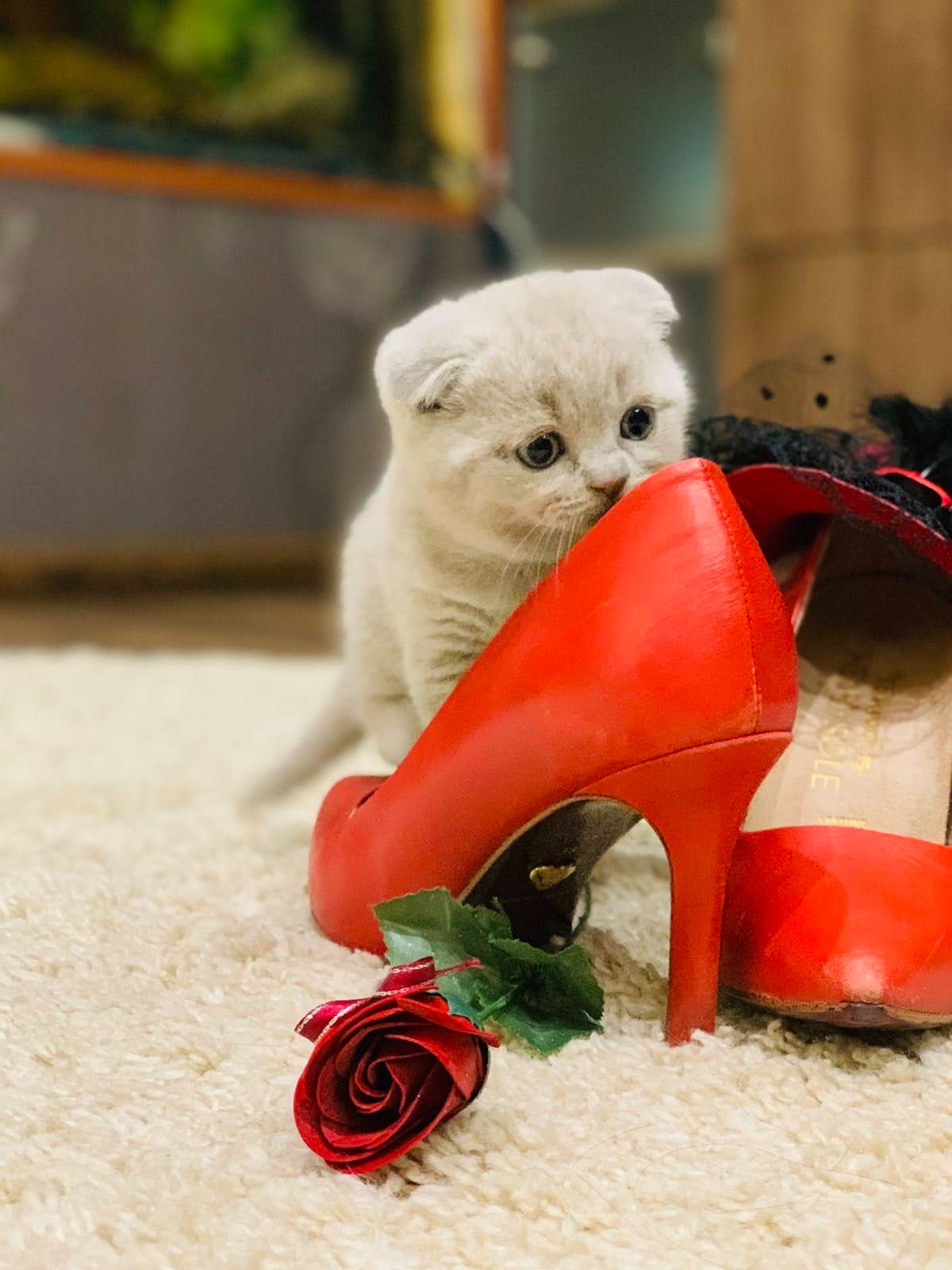 Висловухий шотландський котик