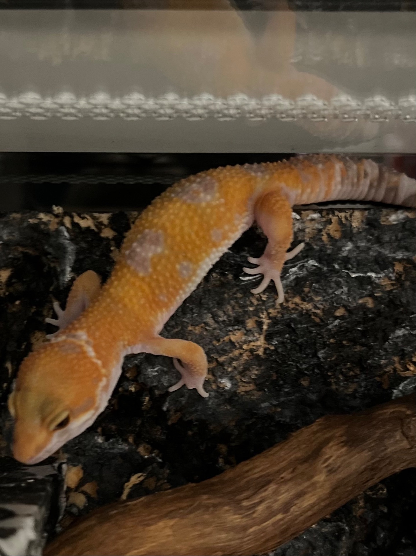 Продам эублефара