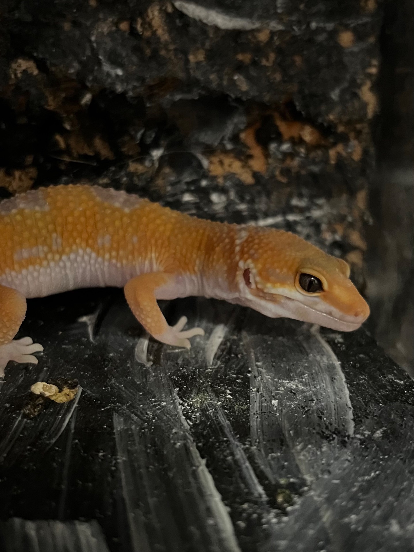 Продам эублефара