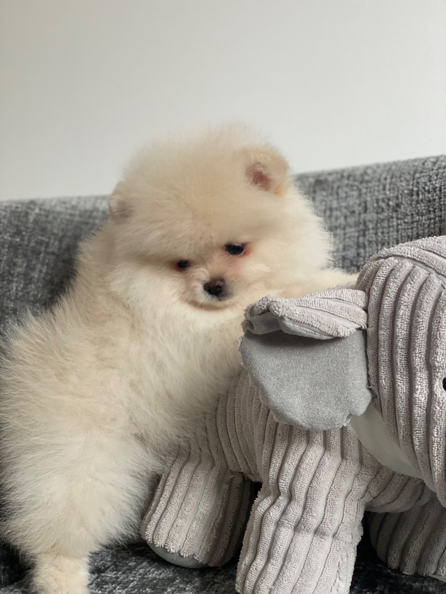 Цуценя померанський шпіц хлопчик