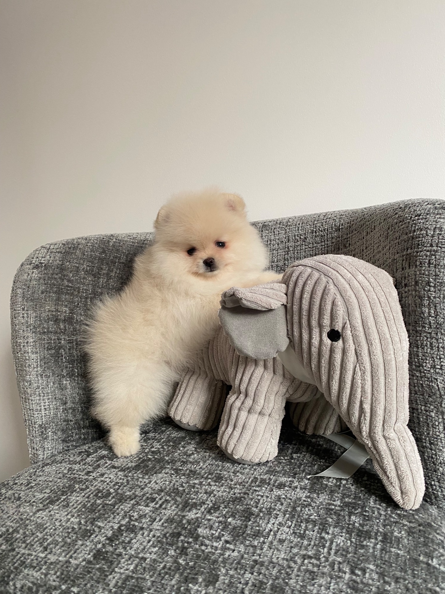 Цуценя померанський шпіц хлопчик