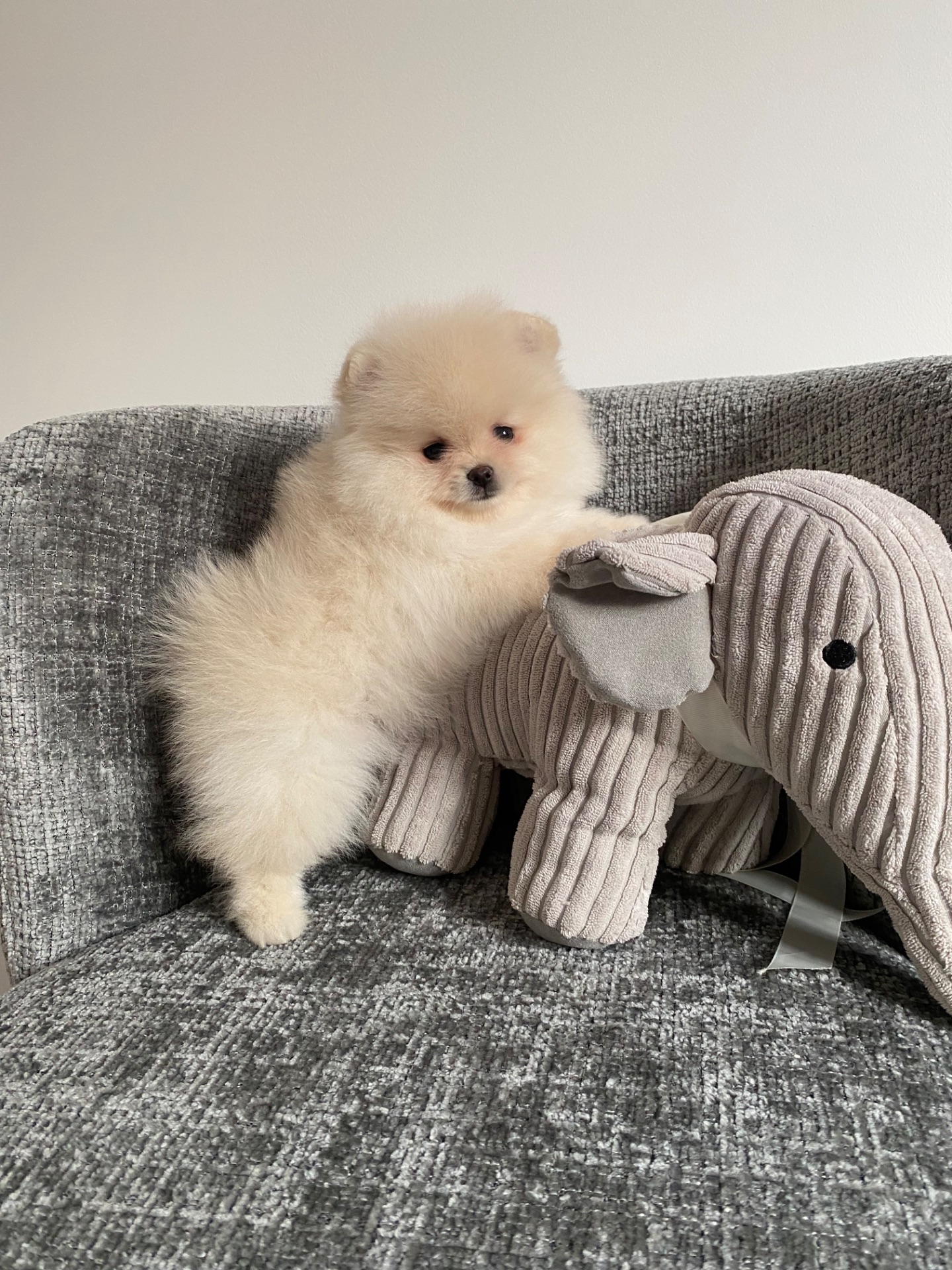 Цуценя померанський шпіц хлопчик