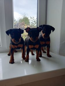 Цуценята цвергпінчера