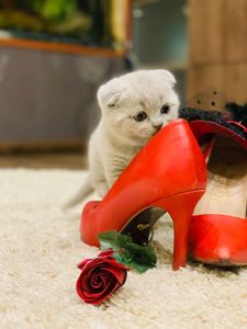 Висловухий шотландський котик