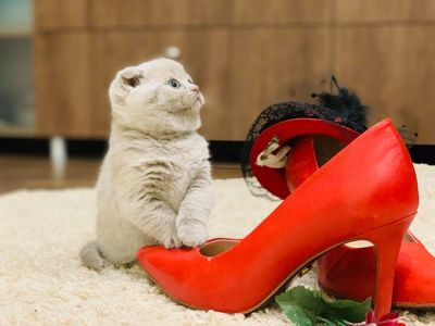 Висловухий шотландський котик