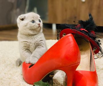 Висловухий шотландський котик