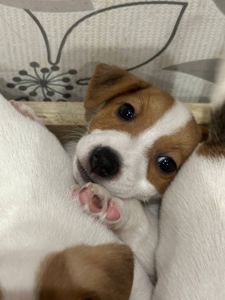 Цуцинята Джек рассел тер'єр. Є хлопчики і дівчата