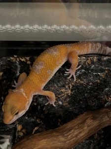 Продам эублефара