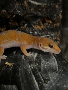 Продам эублефара