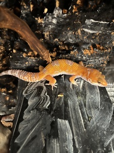 Продам эублефара