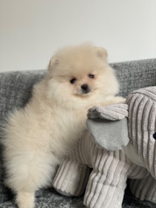 Цуценя померанський шпіц хлопчик