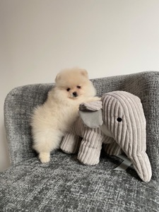 Цуценя померанський шпіц хлопчик