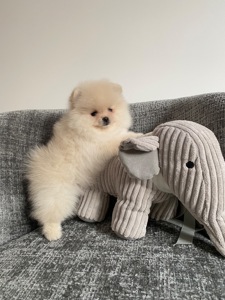 Цуценя померанський шпіц хлопчик