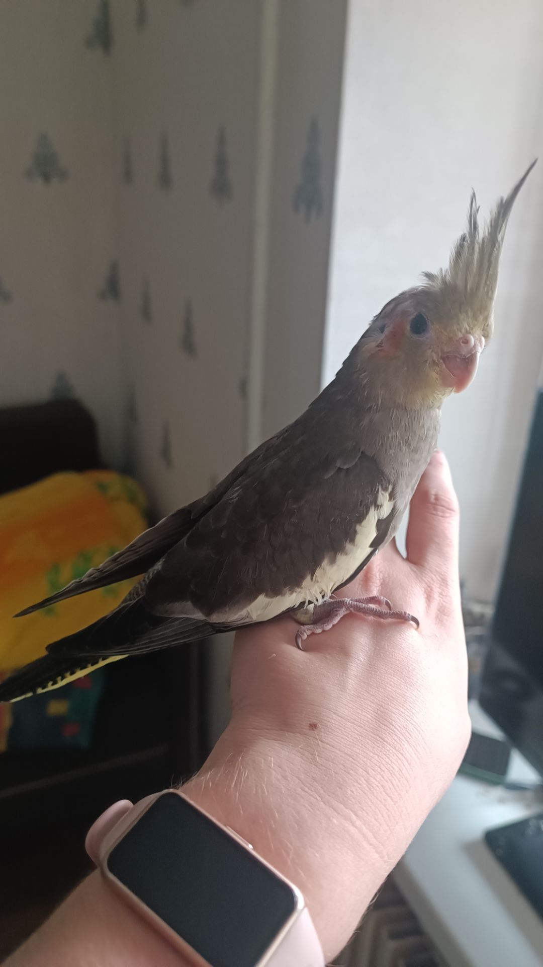 Продам Корелл