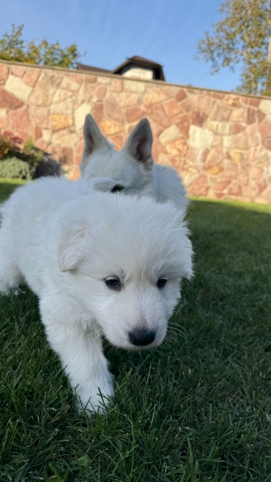 Цуценята Білої Швейцарської Вівчарки